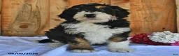 Bernedoodle dogs for sale: Duke - Ad 5