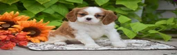 Cavalier King Charles Spaniel dogs for sale: Jackson - Ad 5