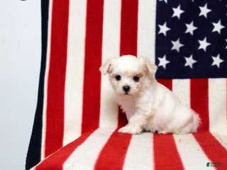 Maltese dogs - Ad 21