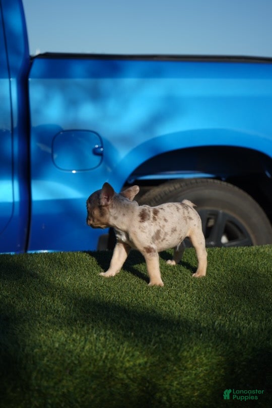 French Bulldog dogs Adak  - Ad 2