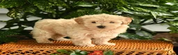 Maltipoo dogs for sale: Patrick - Ad 2