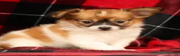 Papillon dogs for sale: Mandy - Ad 4