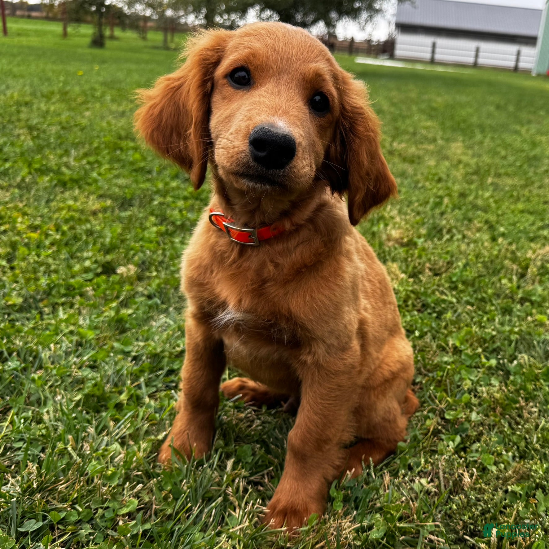 Mixed Breed dogs for sale: Copper - Ad 1