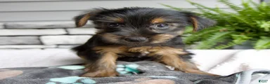 Winston