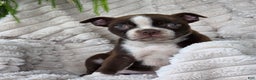 Boston Terrier dogs for sale: Candy - Ad 4