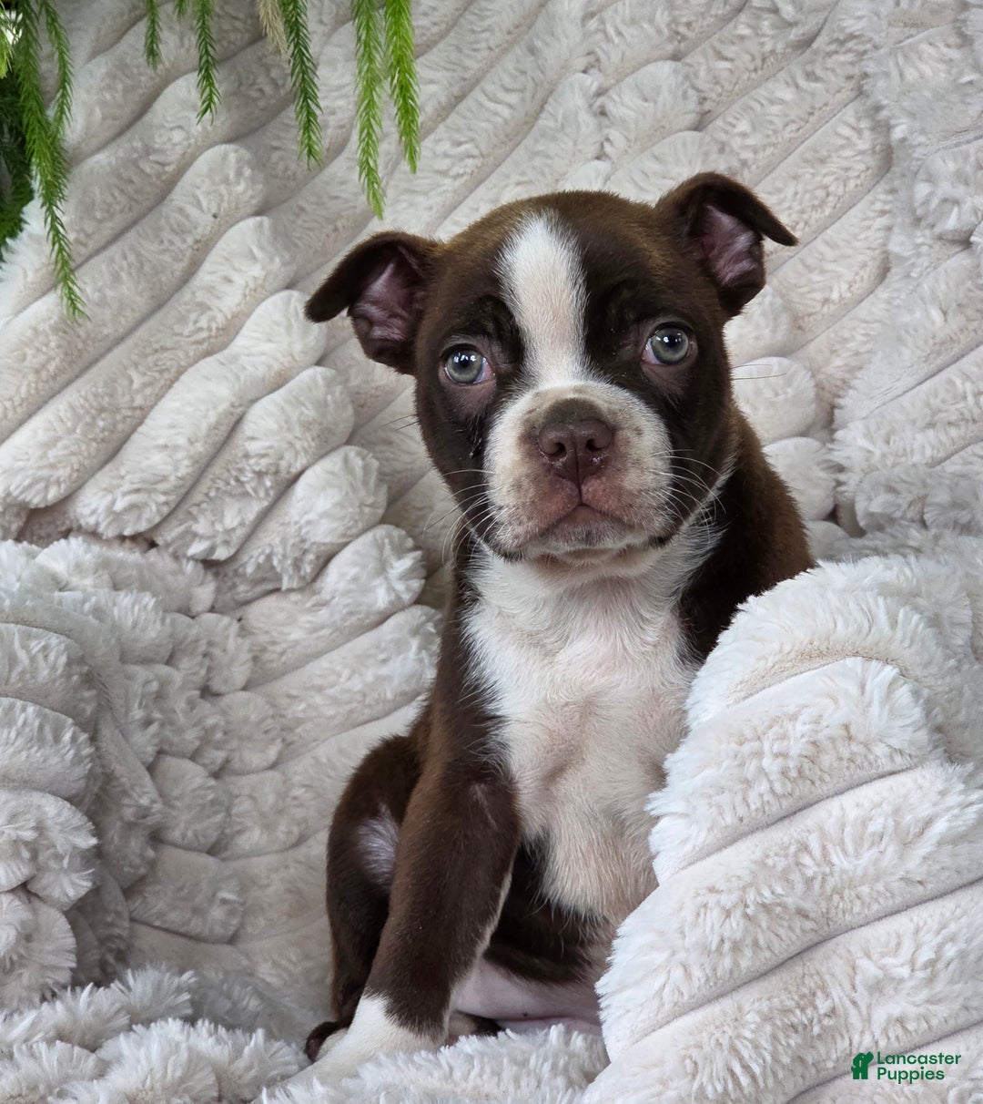 Boston Terrier dogs for sale: Candy - Ad 4