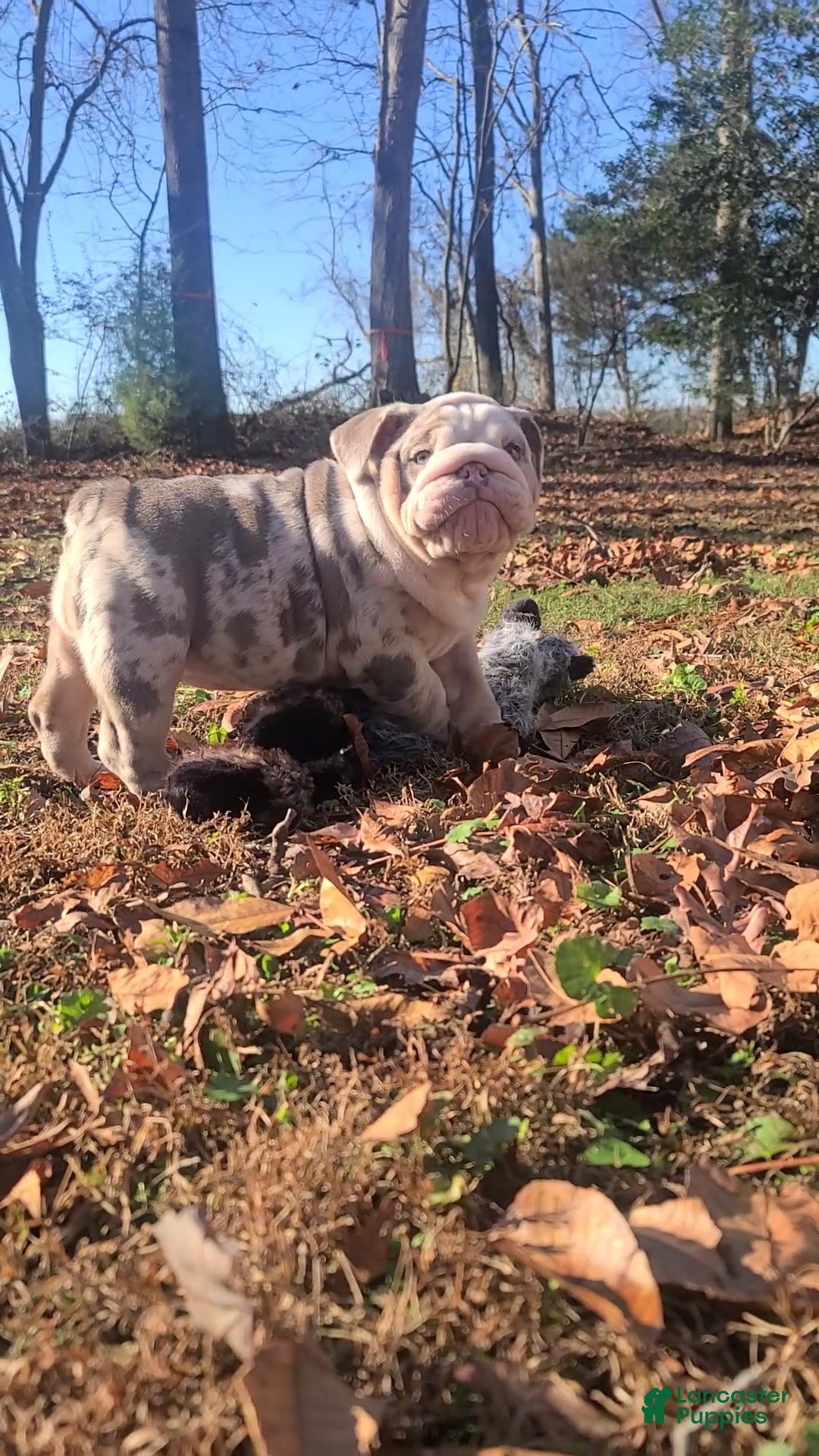 English Bulldog dogs for sale: English Bulldog litter of 3 puppies - Ad 7
