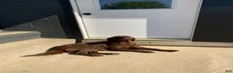 Labrador Retriever dogs for sale: Mack - Ad 6