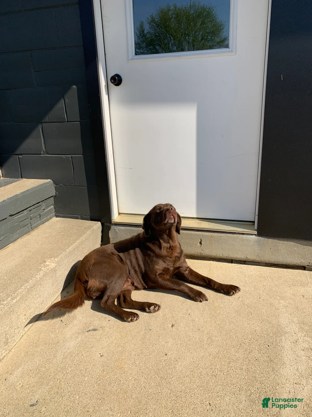 Labrador Retriever dogs for sale: Callie - Ad 5