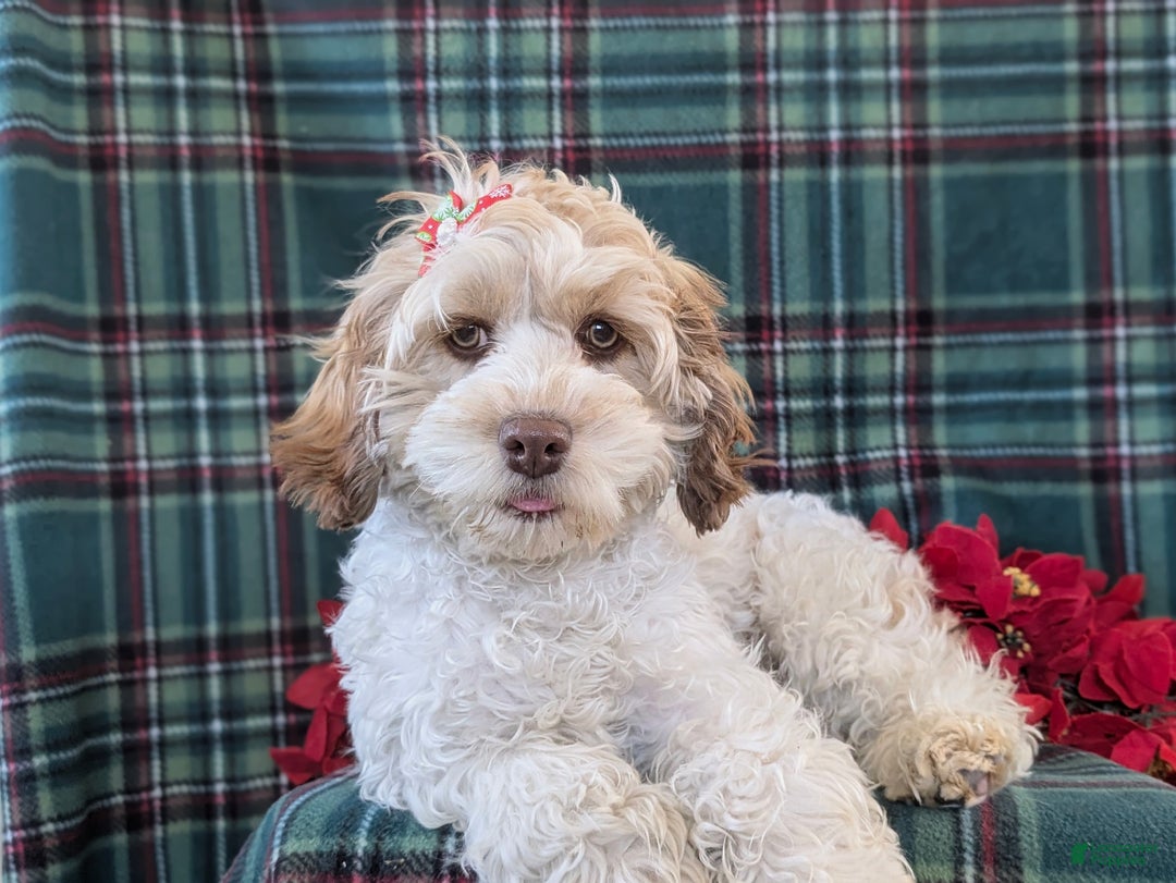 Cockapoo dogs for sale: Krystal - Ad 6