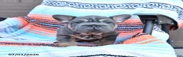 Mixed Breed dogs for sale: Charm  - Ad 2