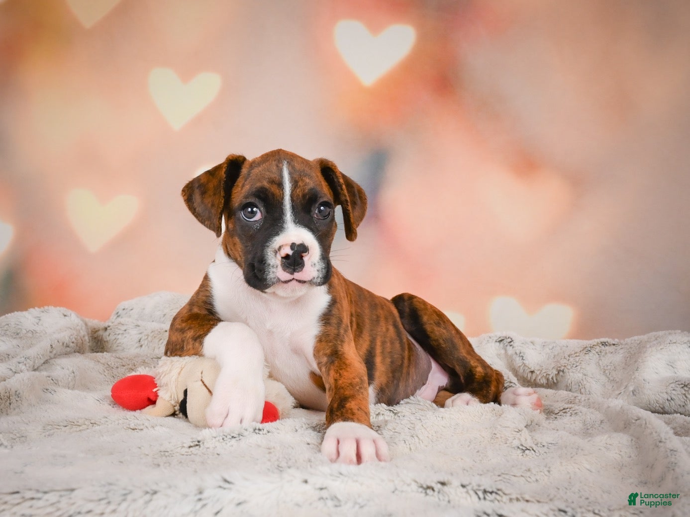 Boxer dogs Mac - Ad 1