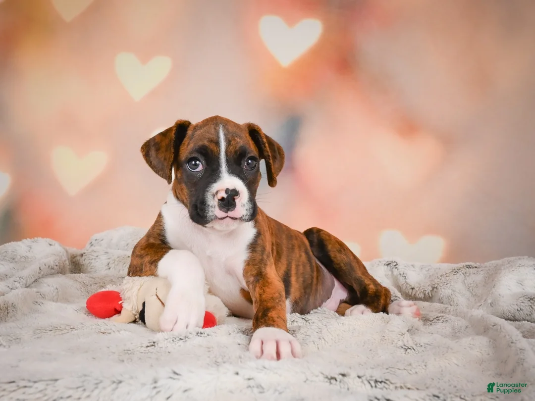 Boxer dogs for sale: Mac - Ad 1