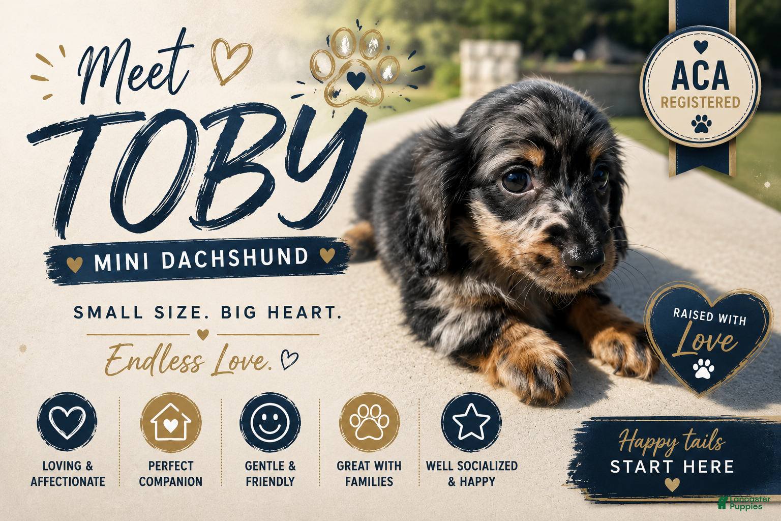 Miniature Dachshund dogs Toby - Ad 1