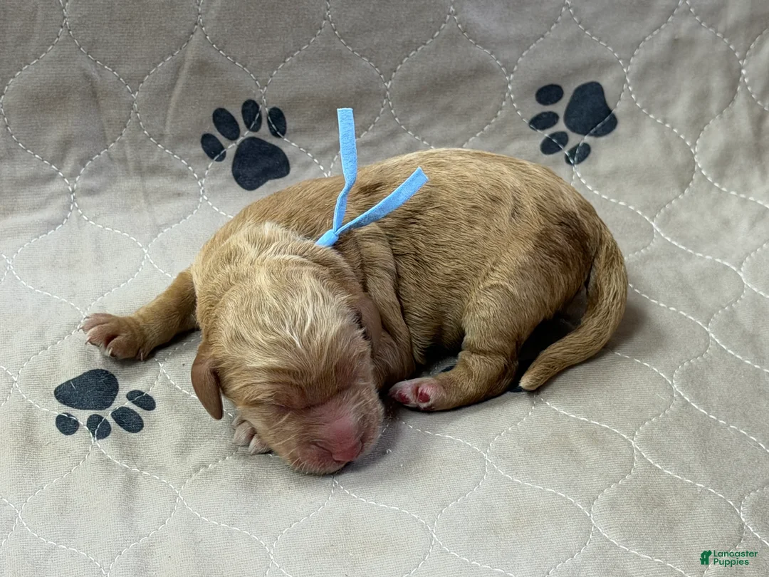 Goldendoodle dogs for sale: Blue - Goldendoodle Puppy 1 - Ad 1