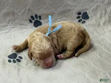 Blue - Goldendoodle Puppy 1