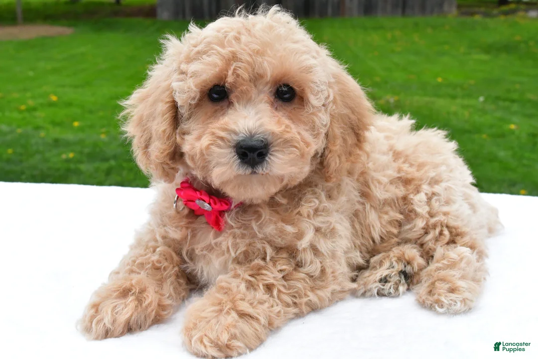 Bichpoo dogs for sale: Lola - Ad 1