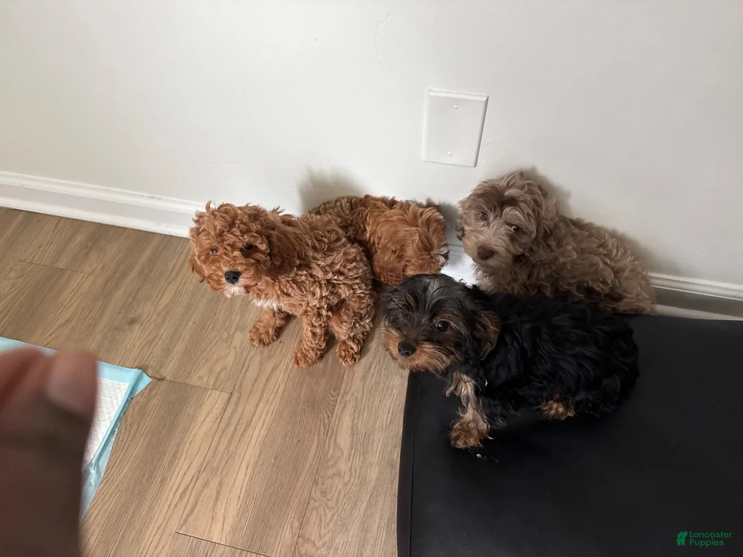 Cavapoo dogs for sale: Cavapoo 1 - Ad 4