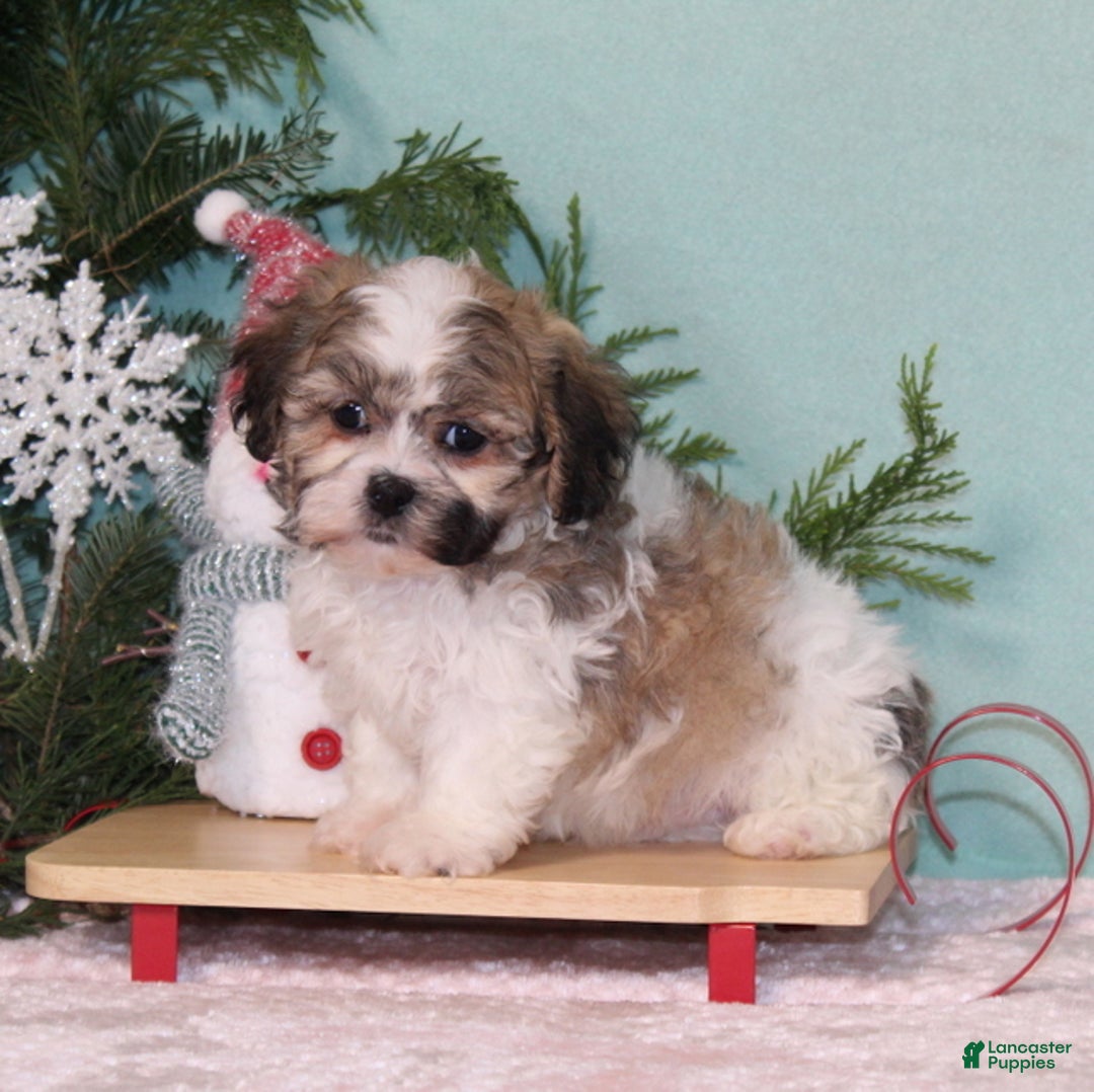 Teddy Bear dogs for sale: Kringle - Ad 4