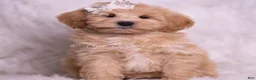 Maltipoo dogs for sale: Misha - Ad 2