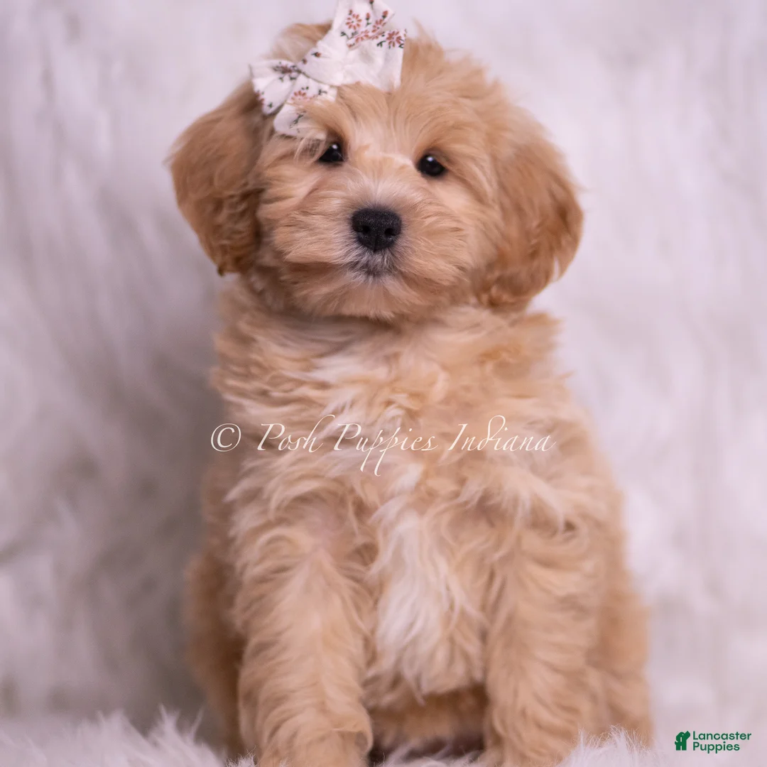 Maltipoo dogs for sale: Misha - Ad 2