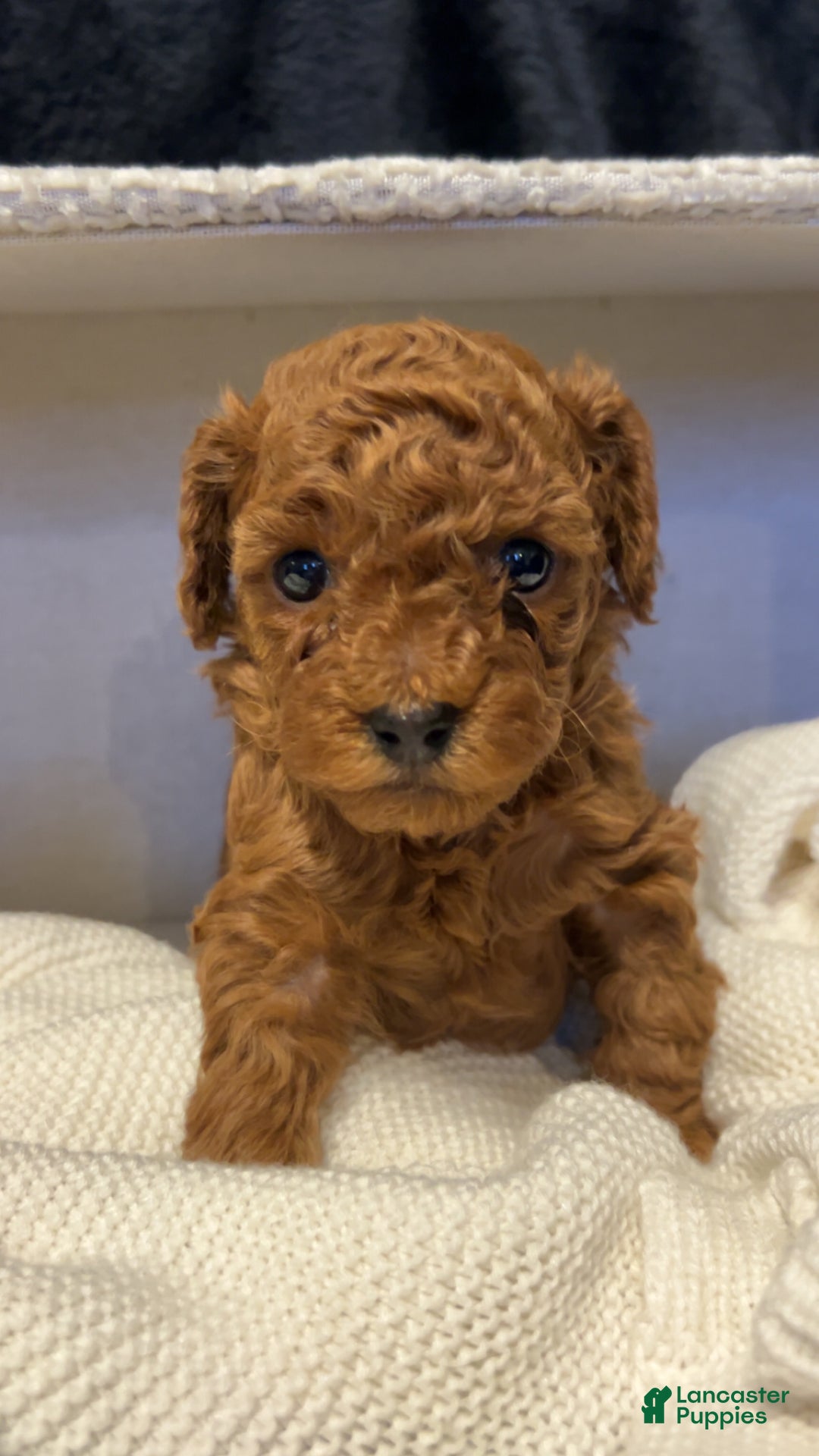 Toy Poodle dogs for sale: Dorthy - Ad 7