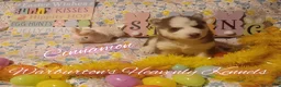 Siberian Husky dogs for sale: Siberian Husky Puppy 5 - Ad 2