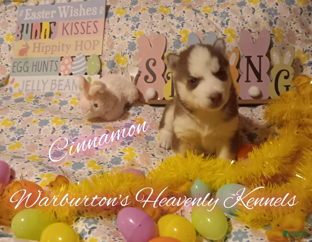 Siberian Husky dogs for sale: Siberian Husky Puppy 5 - Ad 2