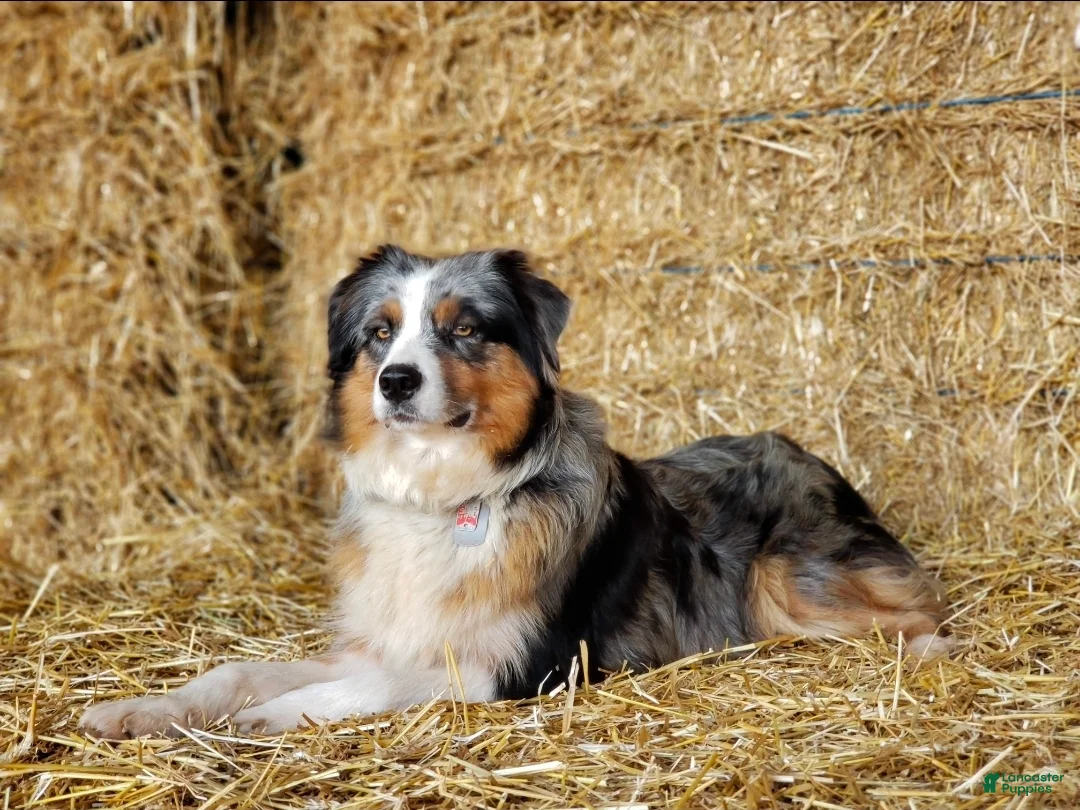 Australian Shepherd dogs for sale: Bandit - Ad 5