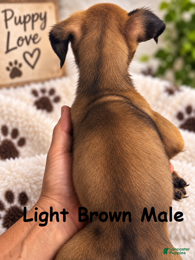 Boxer dogs Light Brown Male - Ad 2