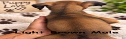Boxer dogs for sale: Light Brown Male - Ad 2