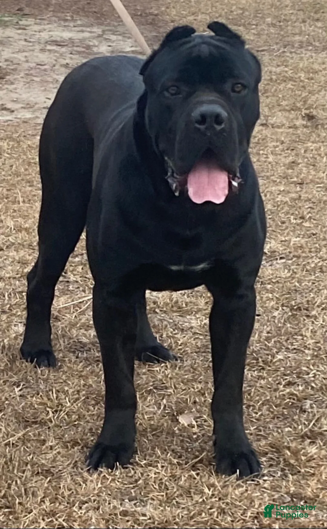 Gallery Image {{count}}