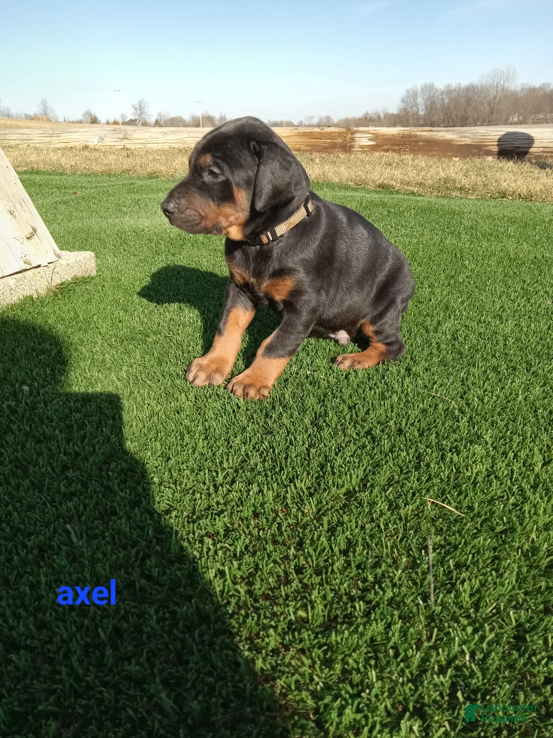 Doberman Pinscher dogs for sale: Axel - Ad 2