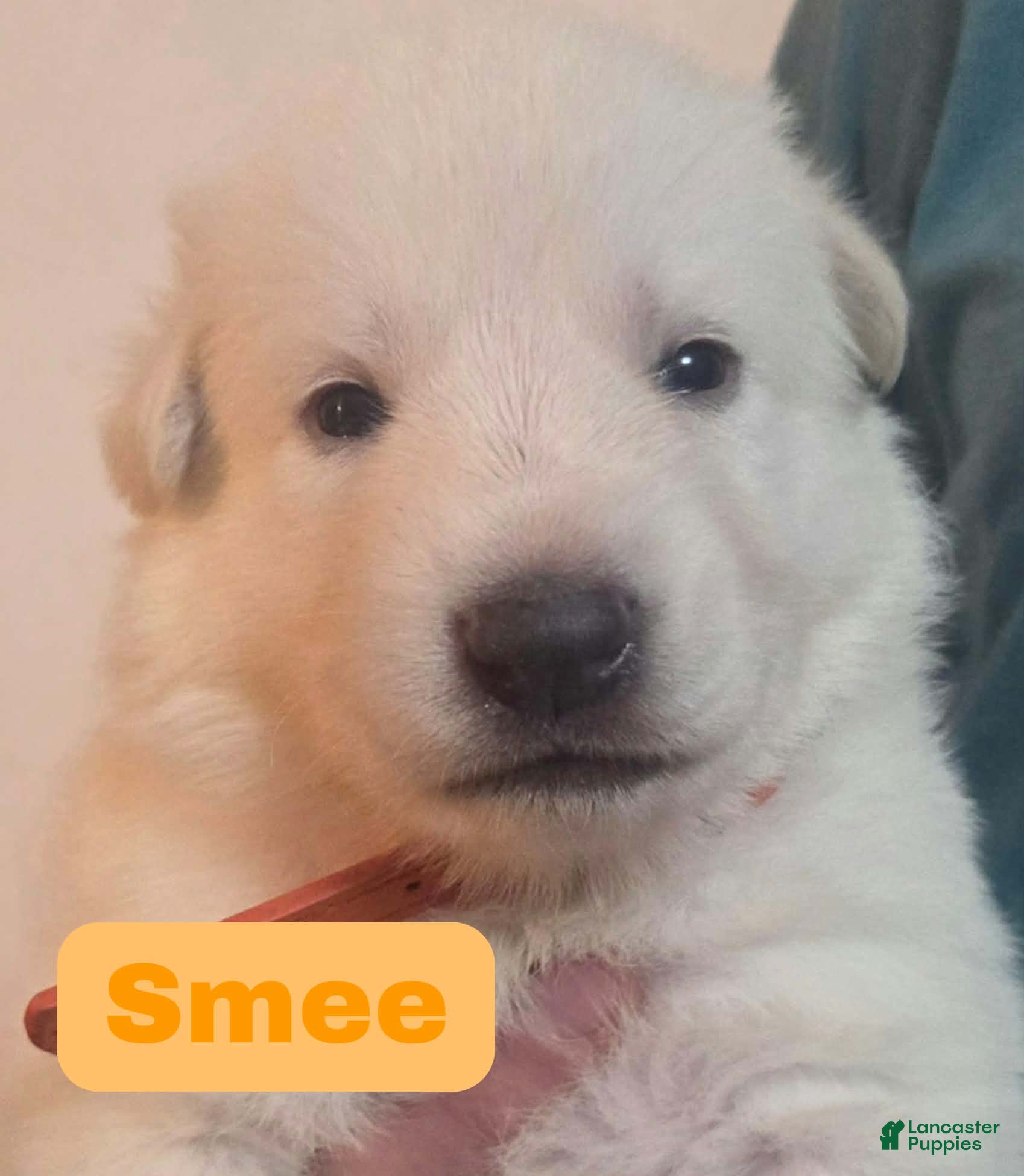 German Shepherd dogs Smee - Ad 5