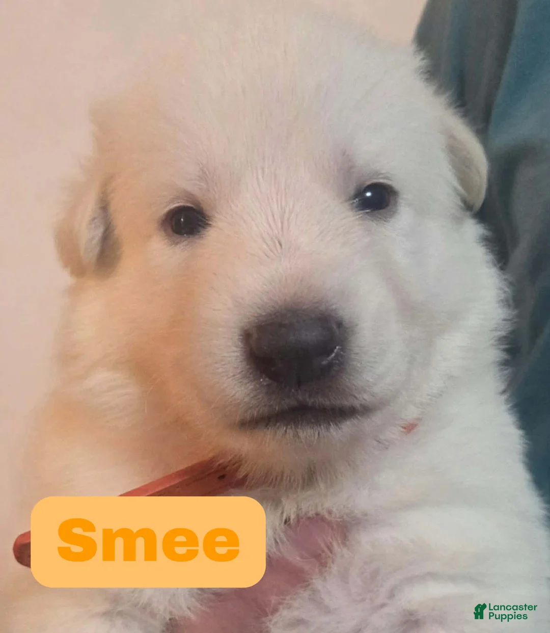 German Shepherd dogs for sale: Smee - Ad 1