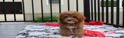 Cavapoo dogs for sale: Lenny  - Ad 3