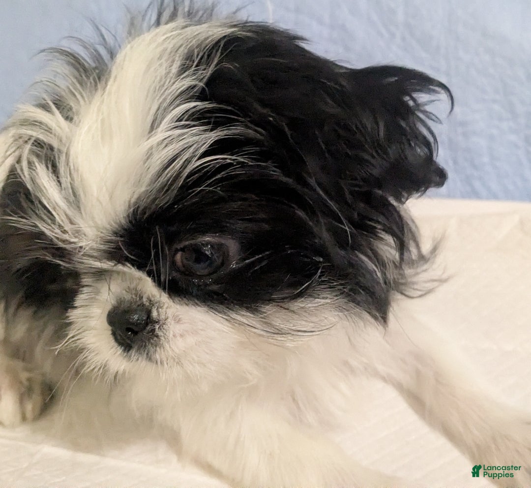 Shih Tzu dogs for sale: Freckles AKC Imperial  Shih Tzu  - Ad 1
