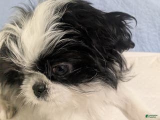 Shih Tzu dogs Freckles AKC Imperial Shih Tzu - Ad 2