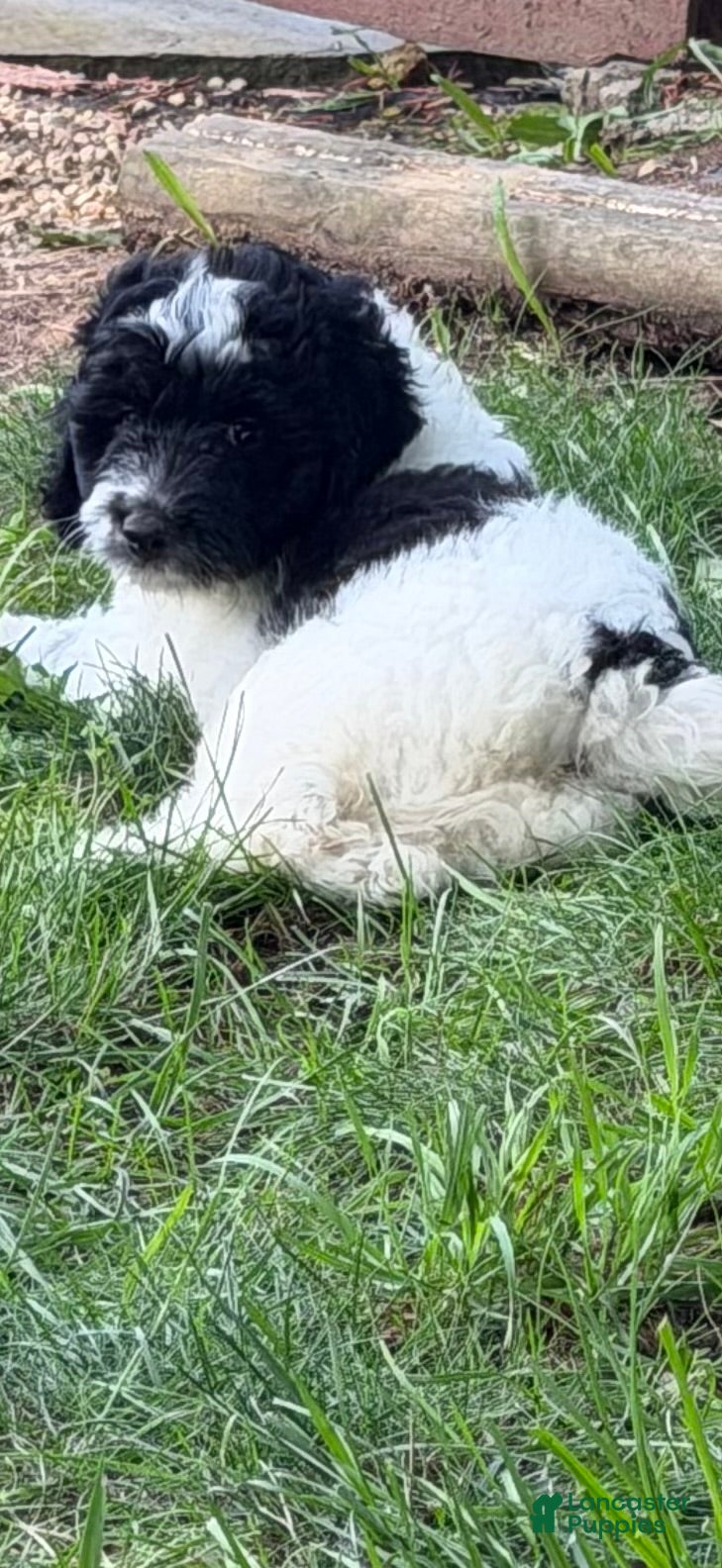 Aussiedoodle dogs Rizzo - Ad 2