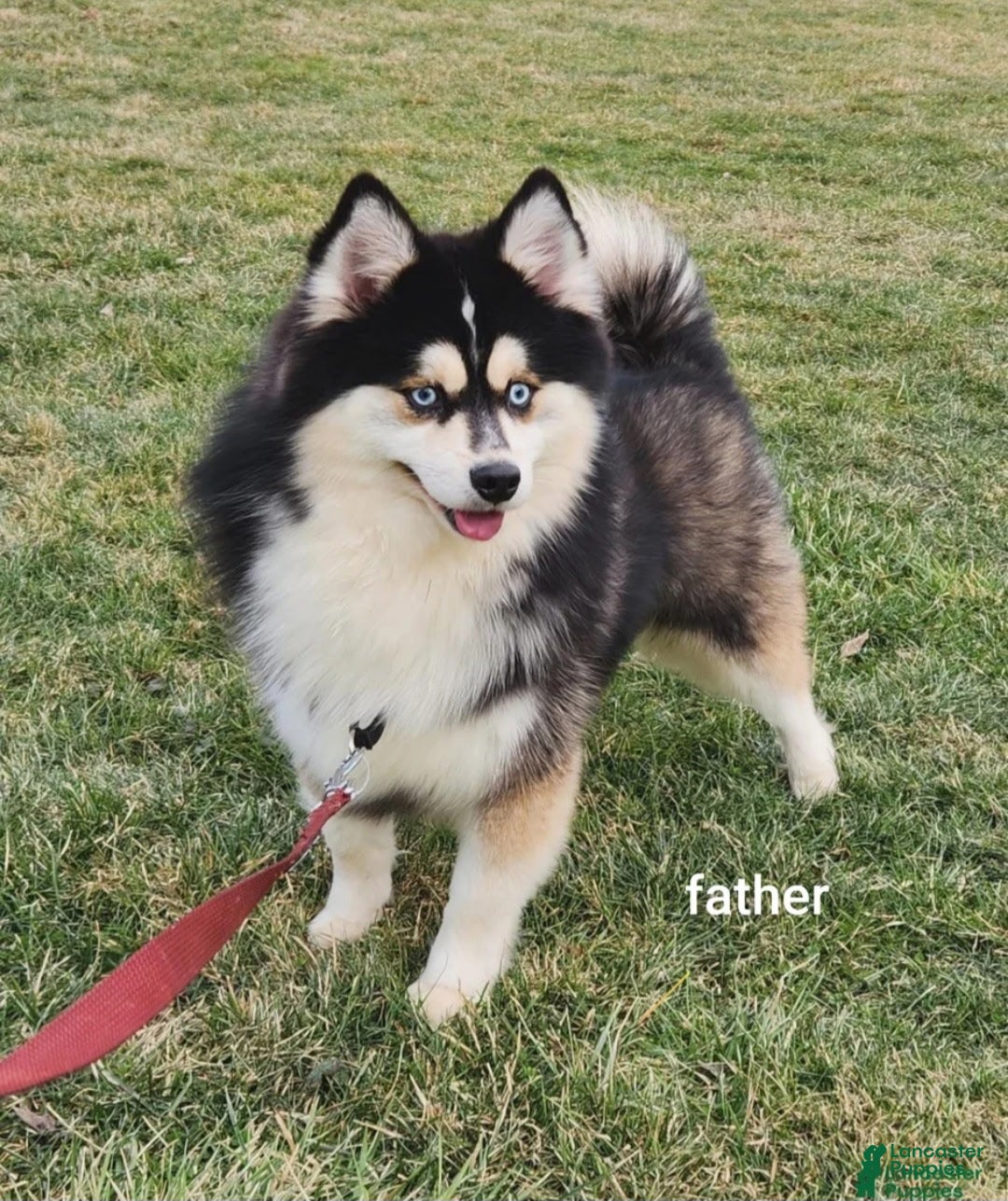 Pomsky dogs for sale: Winnie - Ad 5