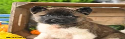 Akita dogs for sale: Ned - Ad 3