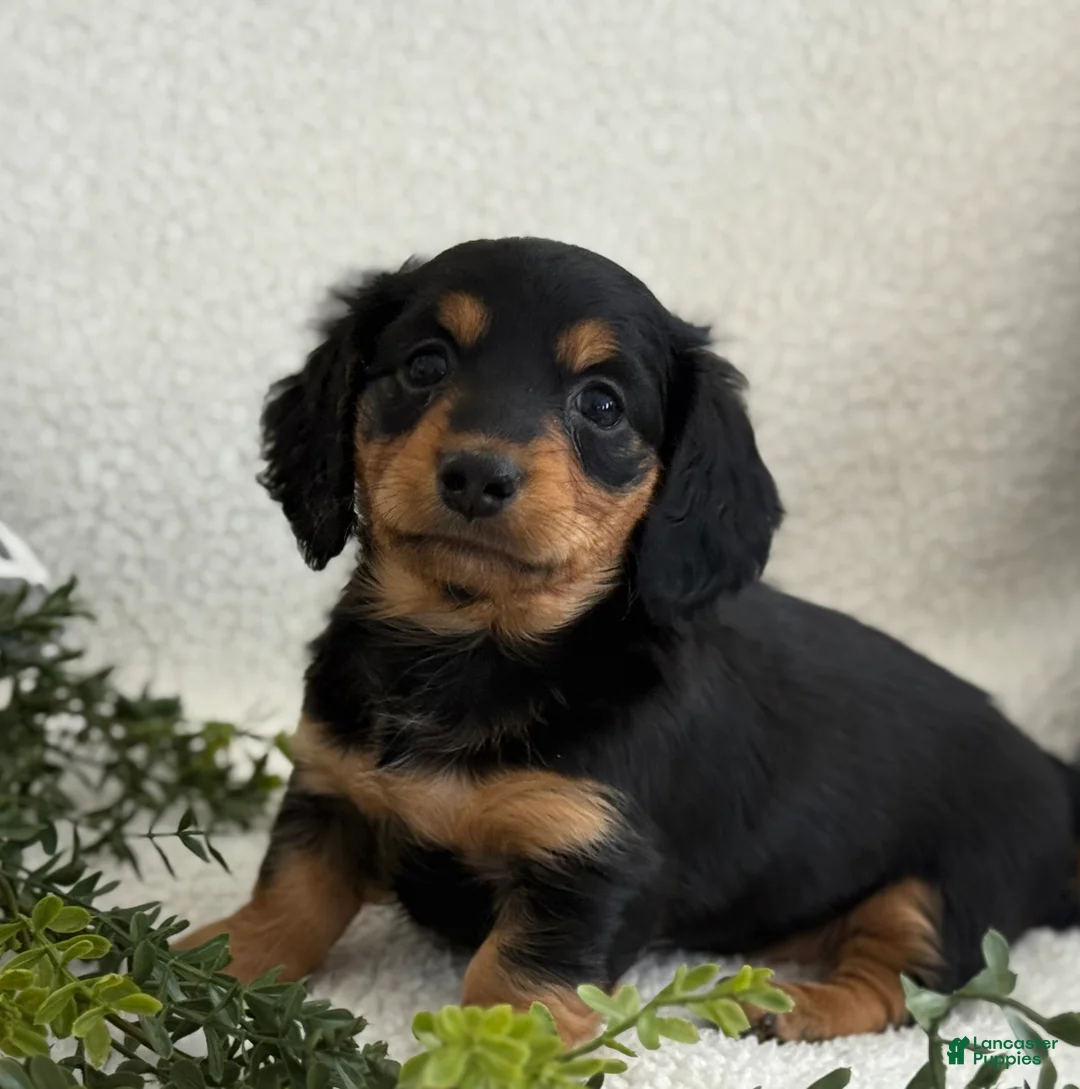 Miniature Dachshund dogs for sale: Tonya - Ad 3