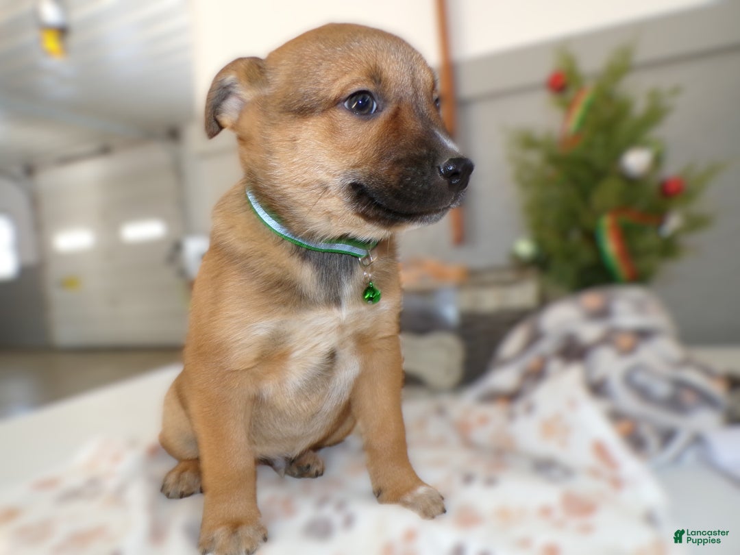 Mixed Breed dogs for sale: Mixed Breed Puppy 6 Roscoe - Ad 3
