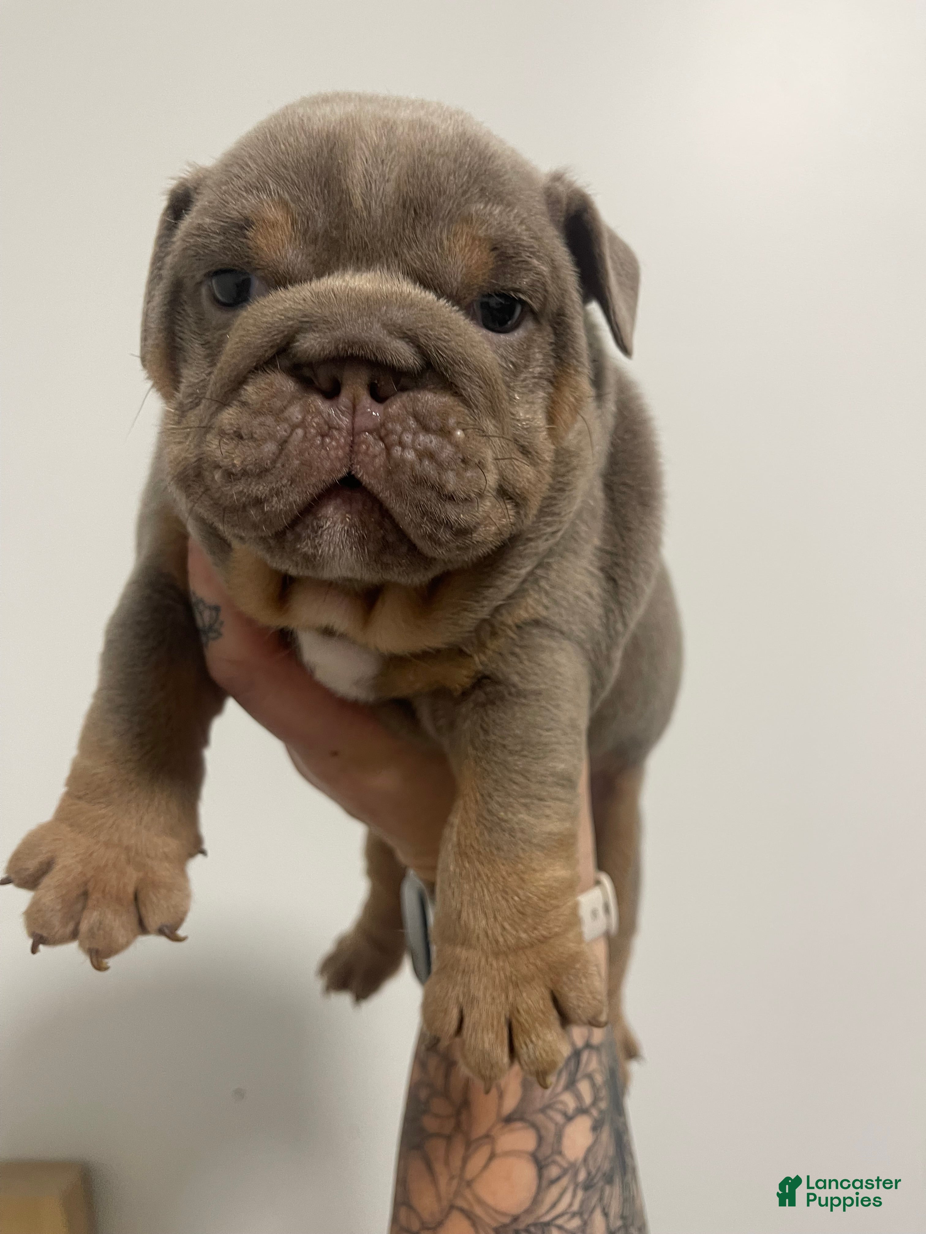 English Bulldog dogs English Bulldog Lilac Male - Ad 2