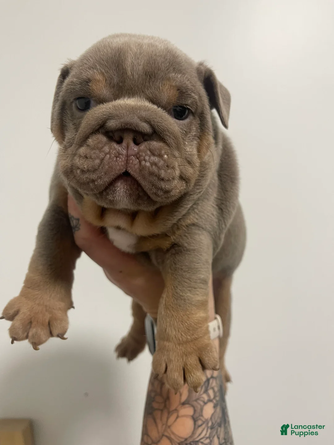 English Bulldog dogs for sale: English Bulldog Lilac Male - Ad 2