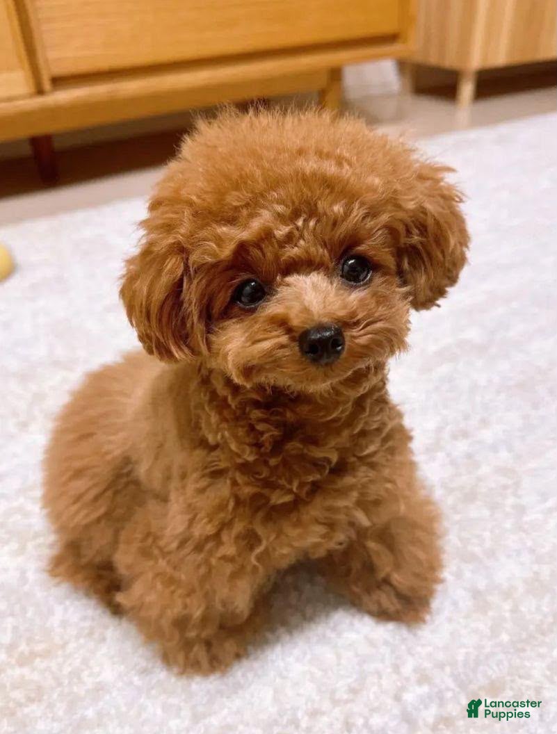 Toy Poodle dogs Lisa - Ad 2