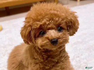 Toy Poodle dogs Lisa - Ad 2