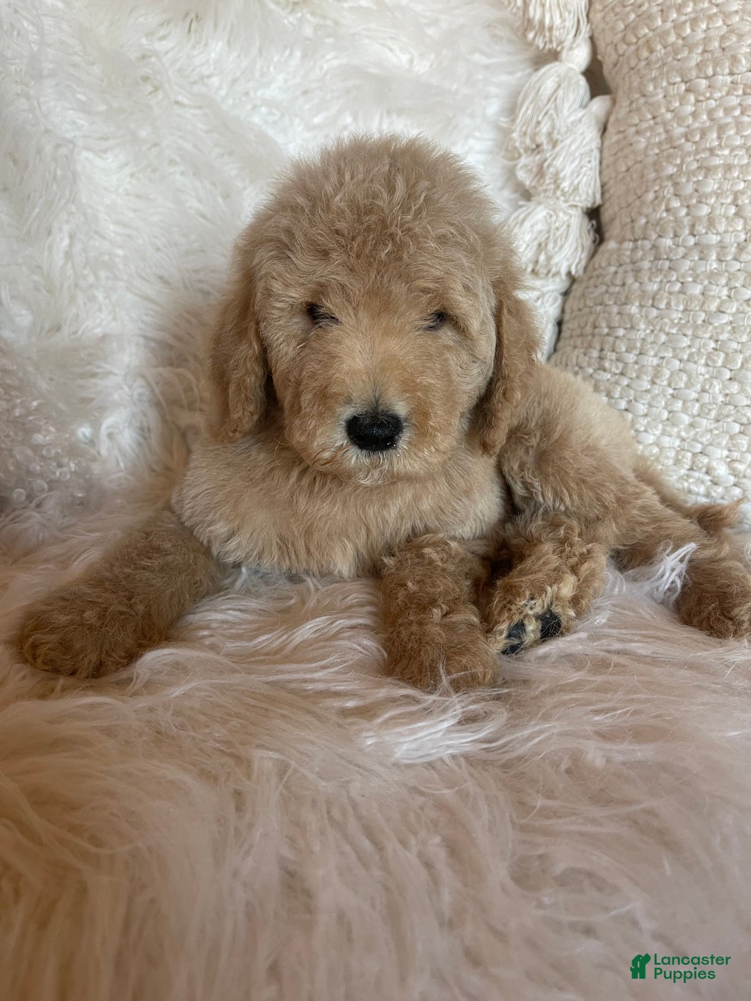 Goldendoodle dogs for sale: “Moose” CKC Goldendoodle 🐶 parents dna/health tested clear - Ad 5