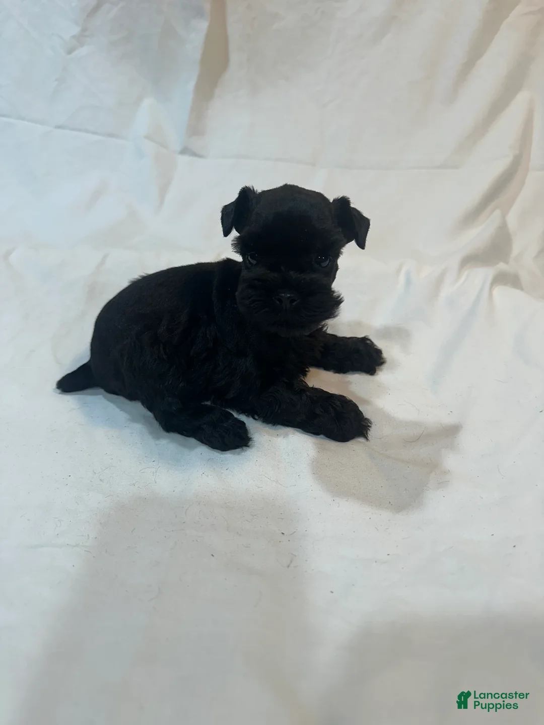 Miniature Schnauzer dogs for sale: Fynn - Ad 5