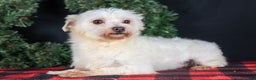 Maltese dogs for sale: ANGIE - Ad 23